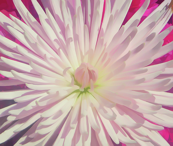 Jasmine Flowers Photograph by Galina Lavrova - Pixels