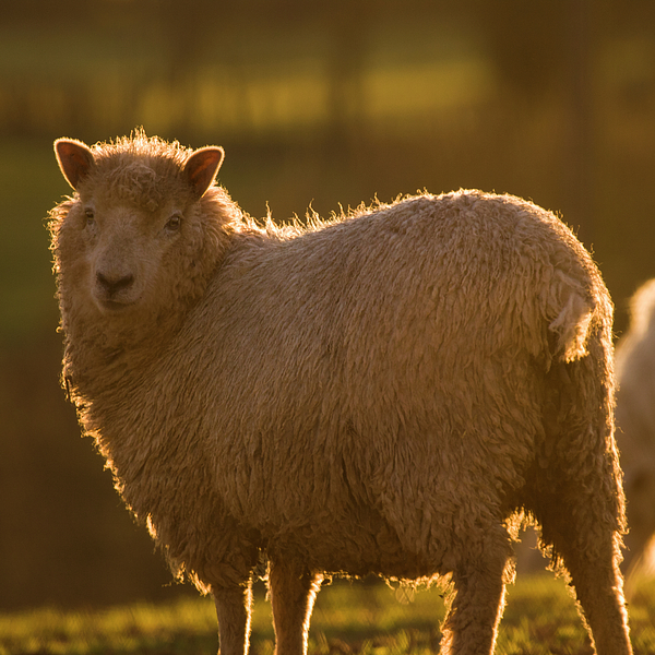 Welsh Lamb In Sunny Sauce Photograph