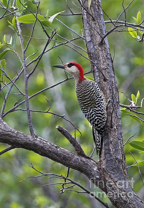 indian woodpecker bird