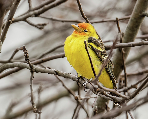 Morris Finkelstein - Western Tanager in Connecticut