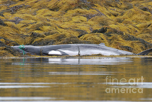 https://images.fineartamerica.com/images/artworkimages/medium/1/whale-caught-in-a-fishing-net-dejavu-designs.jpg