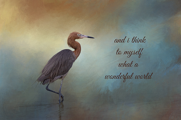 Kim Hojnacki - What A Wonderful World