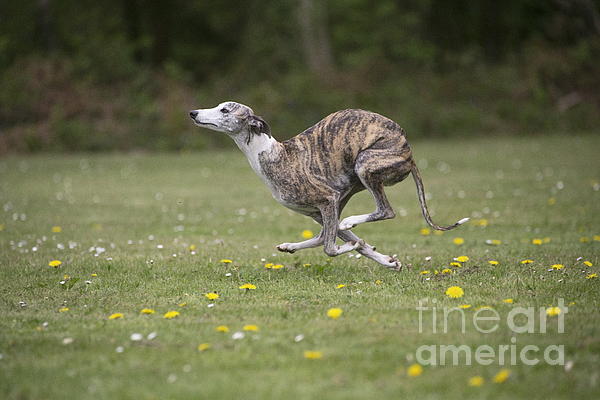 Whippet duvet outlet cover