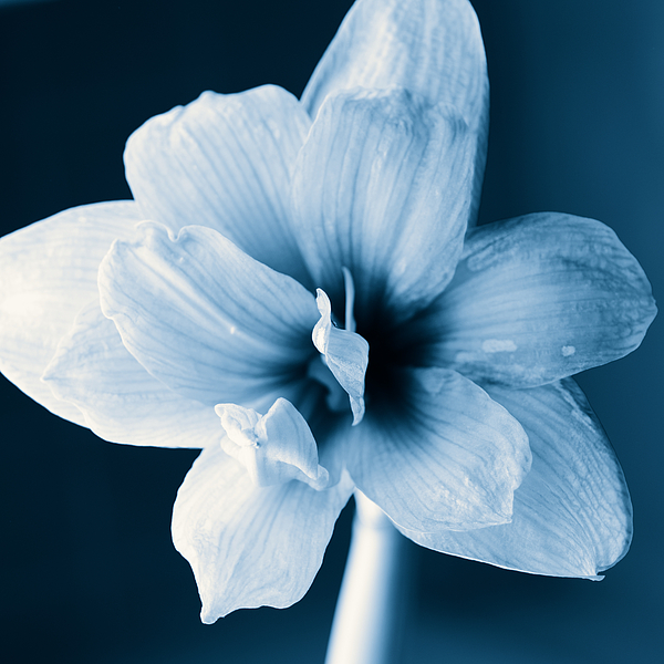 White Amaryllis Flower In Black And White In Blue Tones Photograph
