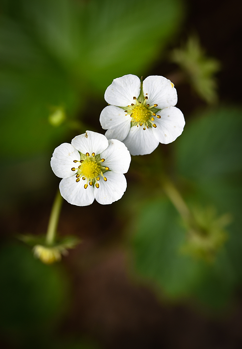 Small White Flowers Of Thorns by Jozef Jankola