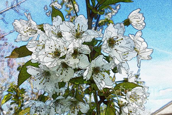 Jean Bernard Roussilhe - White Flowers - Variation 1