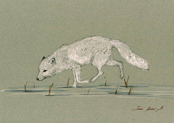 Juan  Bosco - White fox walking