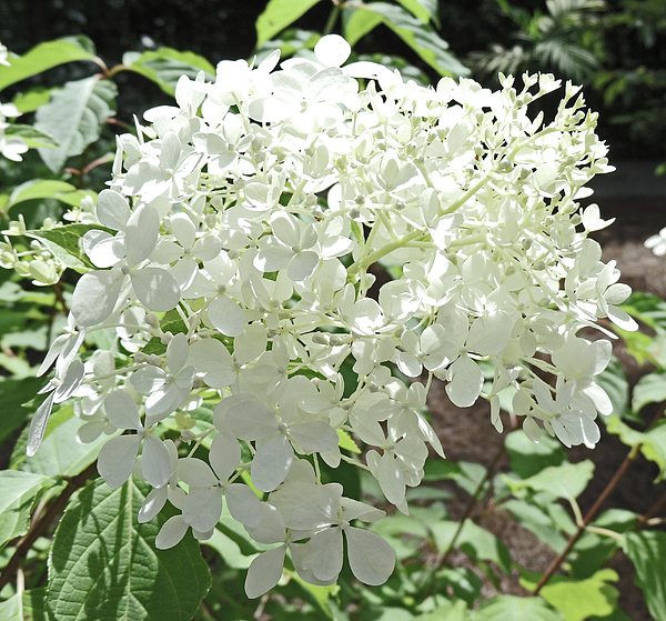 Marian Bell - White Hydrangeas