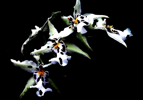 Angela Davies - White Leopard Orchid
