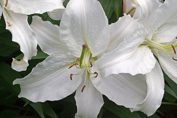 White Lily Flower Photograph