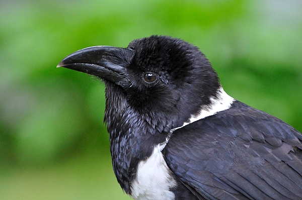 White Necked Crow by Suzanne Handel