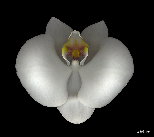 White Orchid On Black Photograph