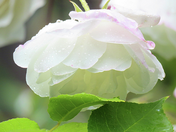 Brooks Garten Hauschild - White Rose Beauty - Floral Macro