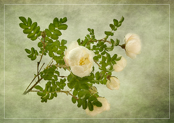 White Rose of Scotland (Scots Rose, Burnet Rose)