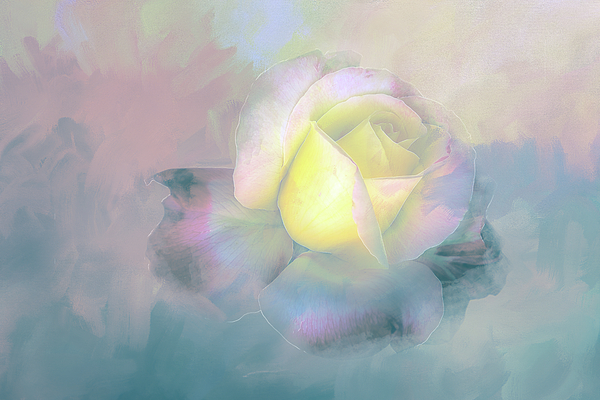 Terry Davis - White Rose on Blue Pastel