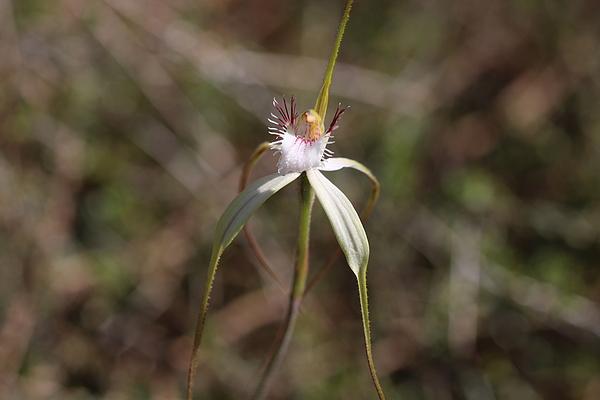 Michaela Perryman - White Spider Orchid - 2