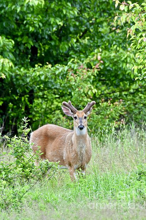 Green Machine : White Tails