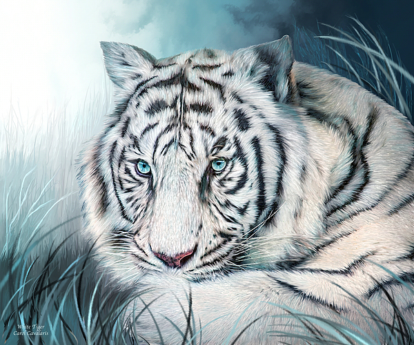White Tiger - Spirit Of Sensuality Shower Curtain by Carol Cavalaris - Pixels White Tiger - Spirit Of Sensuality Shower Curtain by Carol Cavalaris - Pixels