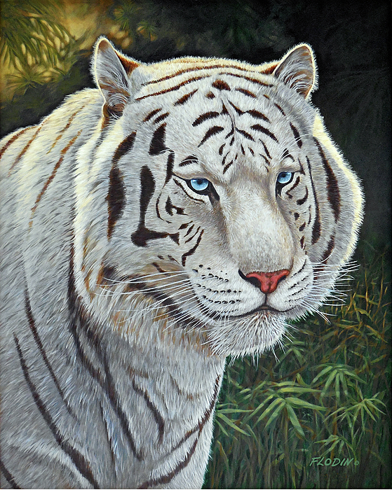 Bengals “White Tiger” design I made : r/bengals