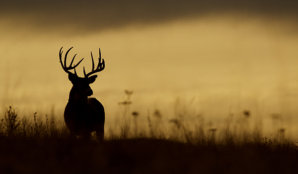 Whitetail Buck Deer Silhouette flipped version Greeting Card for Sale ...
