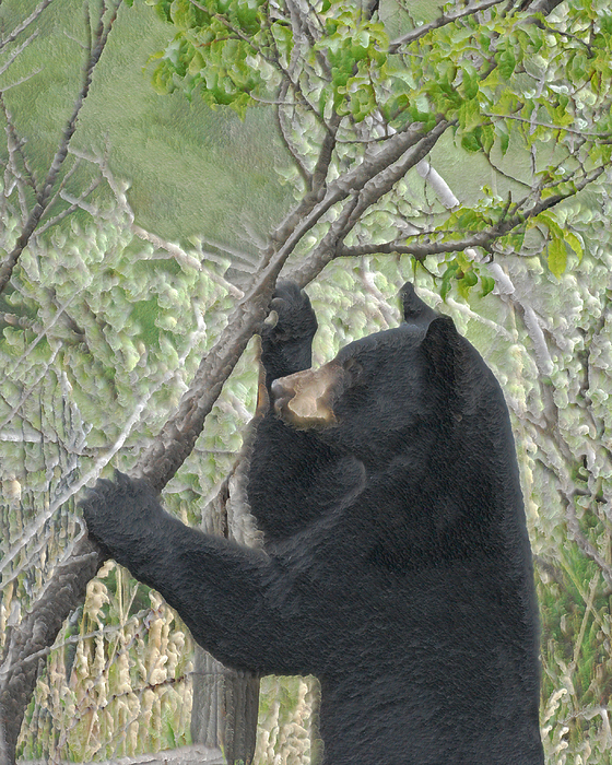 Black Bear Yoga