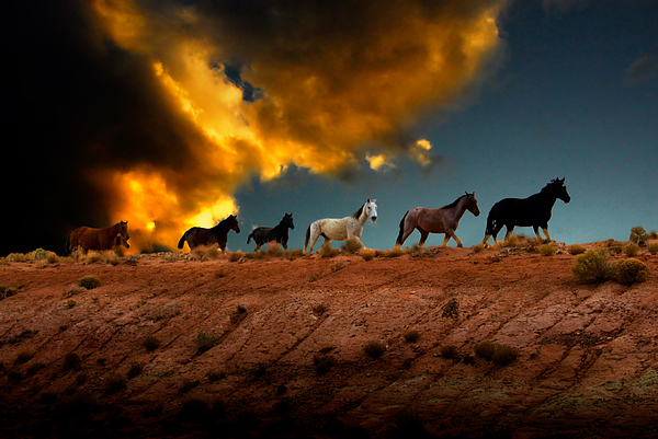 16 x 20 Canvas Print Southwest Wild Mustang Horses in Nevada USA Photo  Art