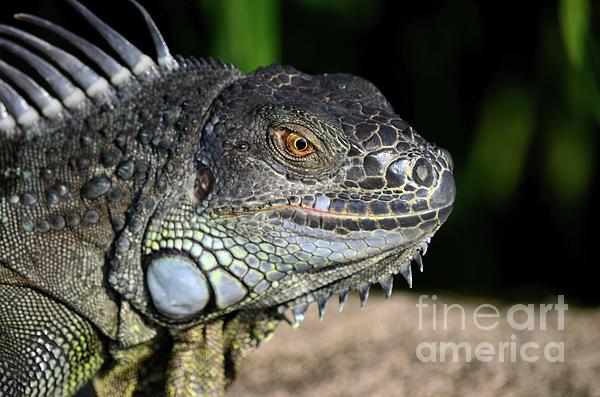 Premium Photo  Close up of a lizard with spikes on its head