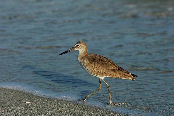 Willet Greeting Card for Sale by Cindi Ressler