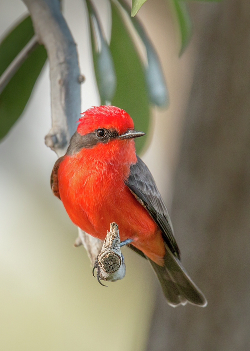 Bird Photographs