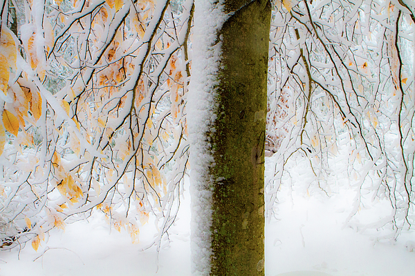 Winter Photographs