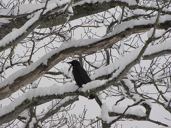 Winter Crow Photograph