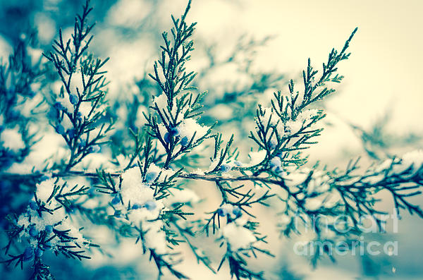 Winter Photographs