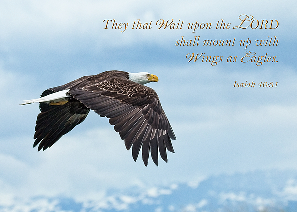 Bald Eagle Photographs