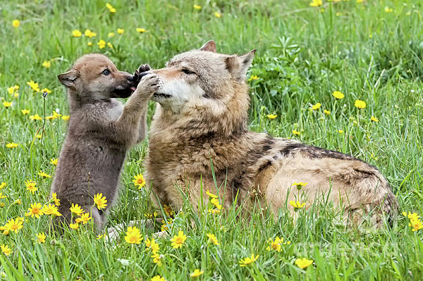 Wolf Pup and Mom Carry-all Pouch by Tibor Vari - Pixels