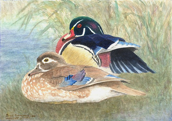 Brad Carraway - Wood Ducks Study