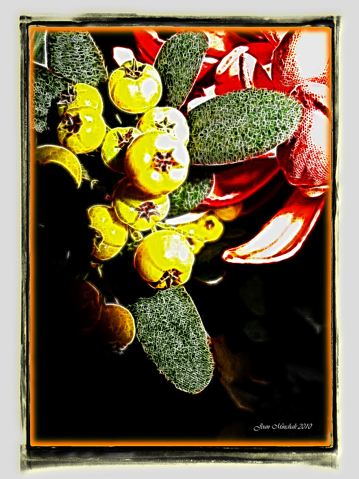 Yellow Berries Photograph
