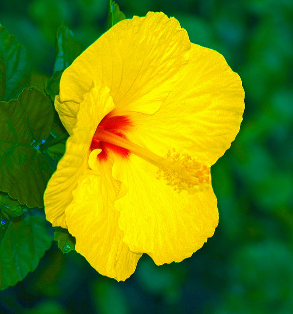 Athala Bruckner - Yellow Blossom