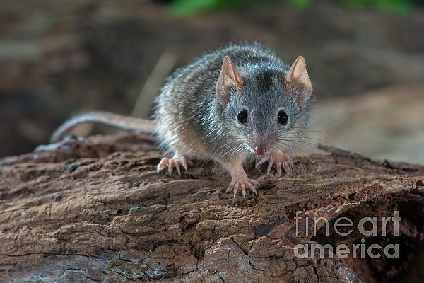 Long-haired Rat Bath Towel by B.G. Thomson - Pixels