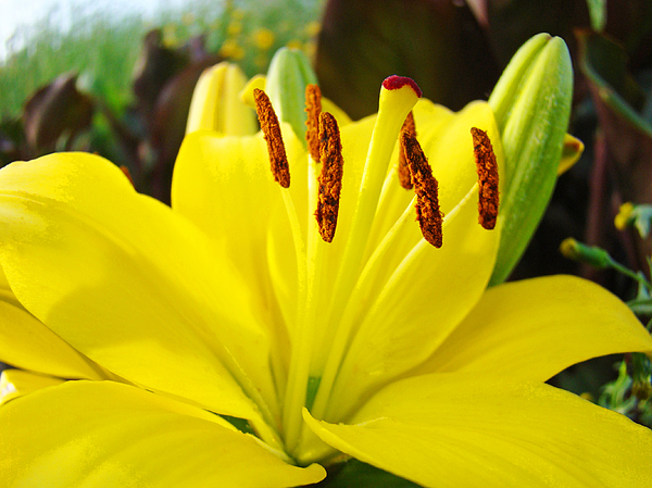 Yellow Lily Flowers Art Prints Bright Colorful Lilies Baslee Troutman Photograph