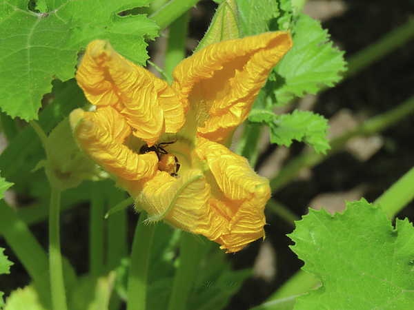 Brooks Garten Hauschild - Yellow Squash Blossom and Little Bee - Images from the Garden - Nature Photography - Flower and Bee