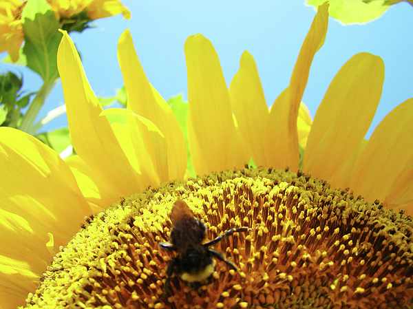 Yellow Sunflower Art Prints Bumble Bee Baslee Troutman Photograph