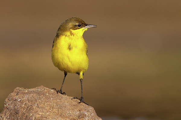 Wagtail Bird of Israel 'Flights of Fancy' Yellow coffee Mug