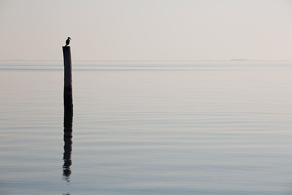 Rachel Morrison - Yorktown Cormorant at Daybreak