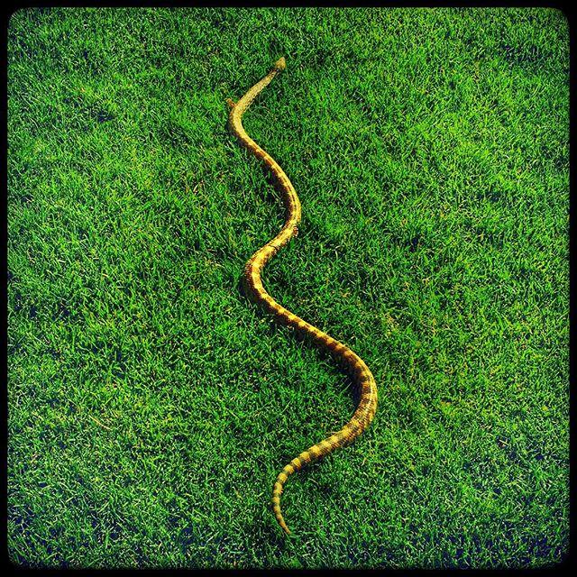 A very young grass snake on the ground Shower Curtain