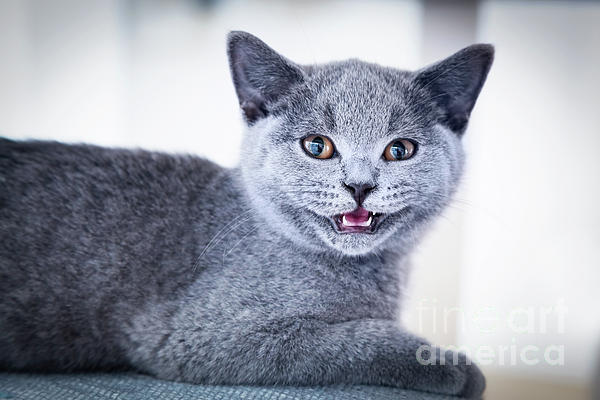 Young Cute Cat Showing His Tiny Teeth The British Shorthair