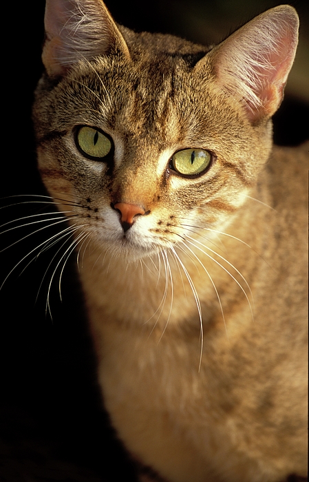 Cat Art