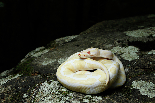 Albino Ball Python On A Rock Puzzle For Sale By David Kenny