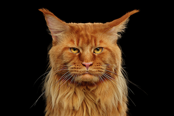 Angry Ginger Maine Coon Cat Gazing on Black background Tote Bag by