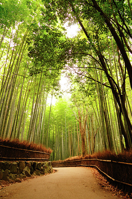 Bamboo Forest #1 Shower Curtain by Ajari - Photos.com