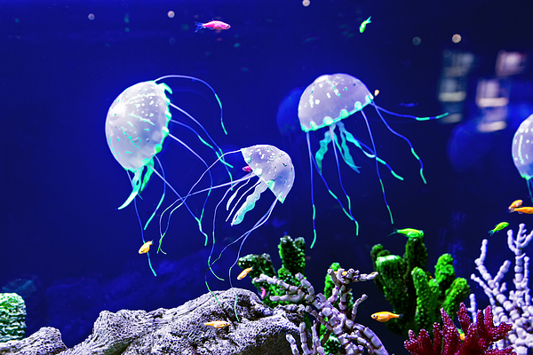 beautiful jellyfish hd